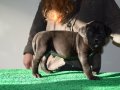 Şampiyon Kan Hattı Secereli Siyah Cane Corso Yavruları