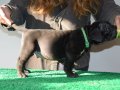 Şampiyon Kan Hattı Secereli Siyah Cane Corso Yavruları