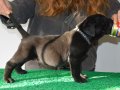 Şampiyon Kan Hattı Secereli Siyah Cane Corso Yavruları