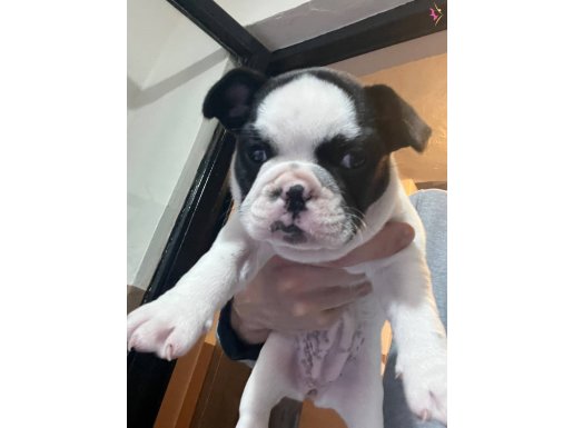 Minik buldog yuva arıyor