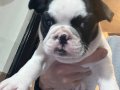 Minik buldog yuva arıyor