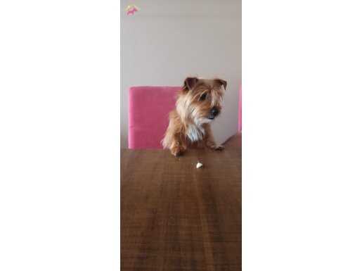 Norfolk terrier insan aşığı ve oyuncu