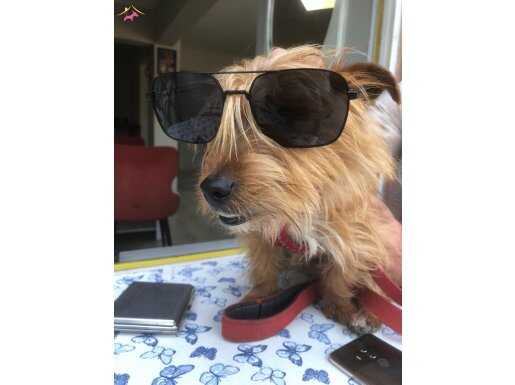 Norfolk Terrier oyuncu insan aşığı. 