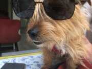 Norfolk Terrier oyuncu insan aşığı. 