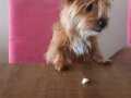 Norfolk terrier insan aşığı ve oyuncu