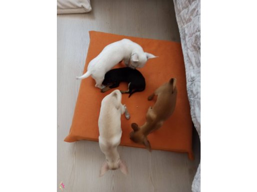 YENİ YUVASİ İCİN HAZİRLAR