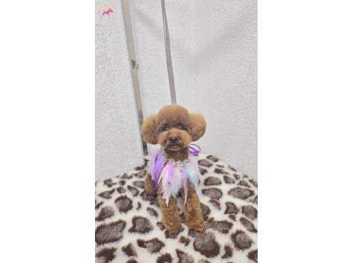 Anne: 1.950Gr Baba: 1.200Gr Teacup toy poodle 