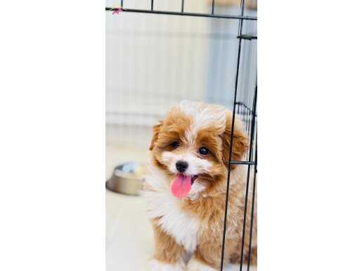 3 aylık maltipoo bebek 