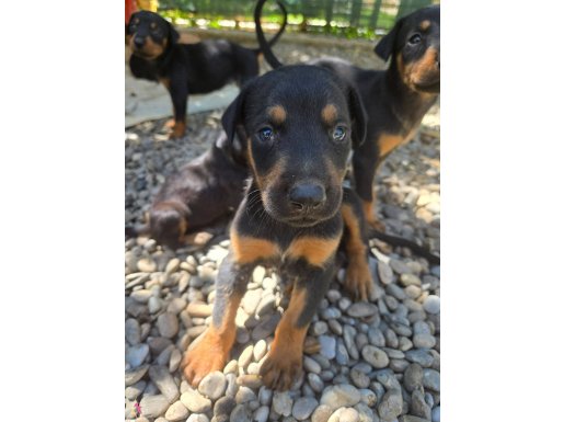 Bahçeli evde beslenen 35 günlük doberman yavrulari hazir