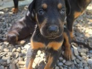 Bahçeli evde beslenen 35 günlük doberman yavrulari hazir