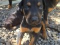 Safkan doberman yavrularina yuva aranıyor! 