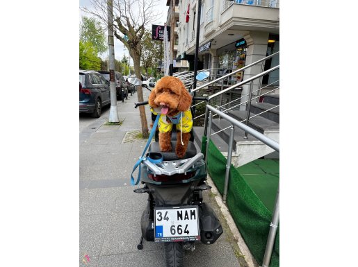 Tam bir aile dostu bakmadan geçmeyin .