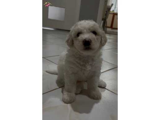 Maltipoo yavrularımız