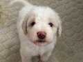 Maltipoo yavru