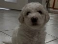 Maltipoo yavrularımız
