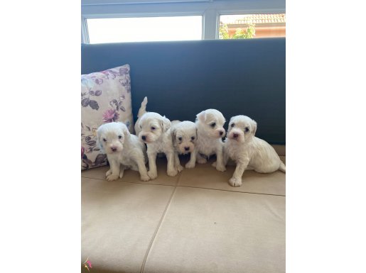  safkan maltese terrier 