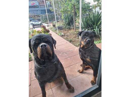 Sağlıklı ve küt burunlu rotweiler yavruları