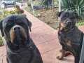 Sağlıklı ve küt burunlu rotweiler yavruları