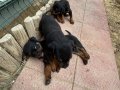 3 dişi 1 erkek 2 aylık Rotweiler yavruları