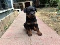 3 dişi 1 erkek 2 aylık Rotweiler yavruları