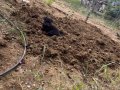 3 dişi 1 erkek 2 aylık Rotweiler yavruları