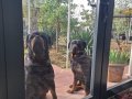 3 dişi 1 erkek 2 aylık Rotweiler yavruları