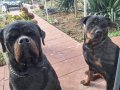 3 dişi 1 erkek 2 aylık Rotweiler yavruları