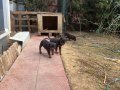 3 dişi 1 erkek 2 aylık Rotweiler yavruları