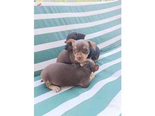 0 numara pinscher yavruları şampiyonlar bende