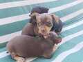 0 numara pinscher yavruları şampiyonlar bende