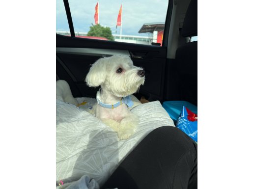 7 aylık maltese terrier