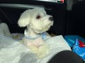 7 aylık maltese terrier