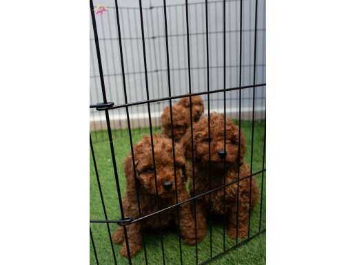 EV ORTAMINDA BÜYÜMÜŞ MİNİ BOY POODLE YAVRULARIMIZ