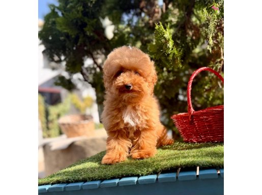 Toy Poodle Yavrularımız