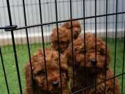 EV ORTAMINDA BÜYÜMÜŞ MİNİ BOY POODLE YAVRULARIMIZ