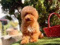 Toy Poodle Yavrularımız