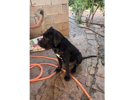 Cane Corsa 