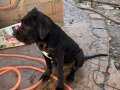 Cane Corsa 