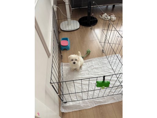 Maltese Terrier 2 Aylık Safkan Erkek Yavru
