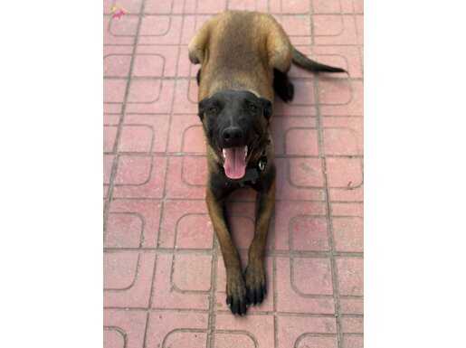 Belçika kurdu belgian malinois