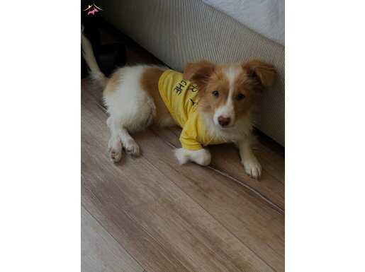 Pinscher ve terrier kırması 7 aylık