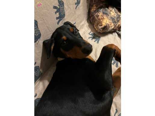 7 AYLIK DOBERMANN KING SAFKAN DİŞİ