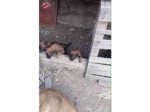 40 günlük erkek dişi mevcuttur yer elazığ