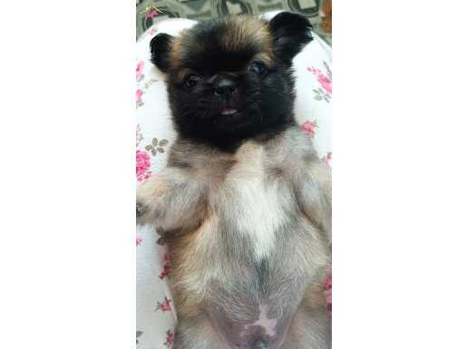 2 Aylık pekines orjinal ırk cins