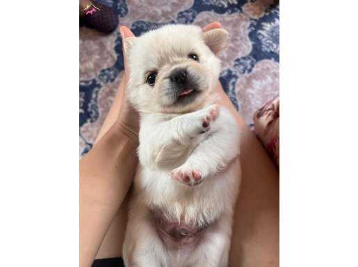 2 Aylık pekines orjinal ırk cins 