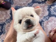 2 Aylık pekines orjinal ırk cins 