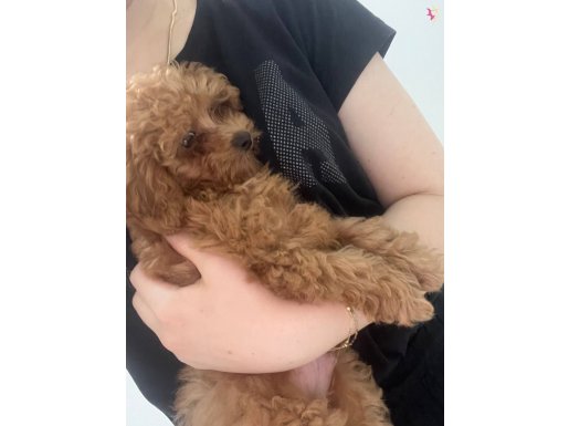 Acil satılık 2,5 aylık toy poodle 
