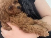 Acil satılık 2,5 aylık toy poodle 