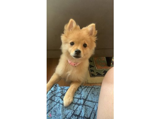4 aylık pomerian boo