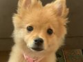 4 aylık pomerian boo